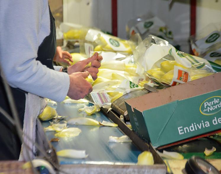 Sans plastique le dilemme de la conservation pour l endive